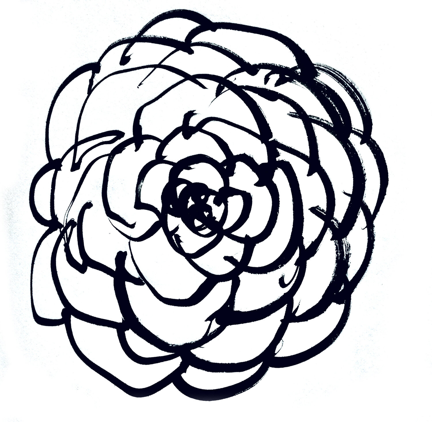 Rose ( Sketch Hand Drawing) Claudio Pincas Feldman Drawing for sale