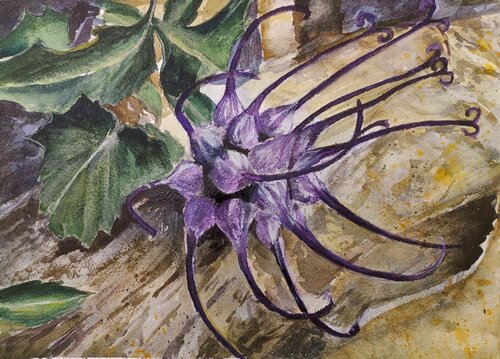 Physoplexis comosa - serie fiori delle Dolomiti by Paolo Mori, Painting for Sale on Select