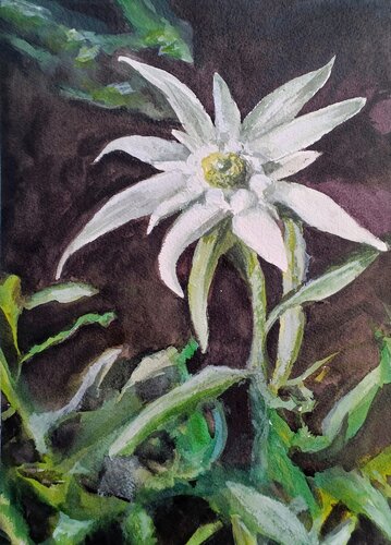 Leontopodium alpinum - Stella alpina - serie fiori delle Dolomiti by Paolo Mori, Painting for Sale on Select