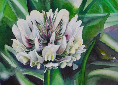Trifolium Repens - serie fiori delle Dolomiti by Paolo Mori, Painting for Sale on Select