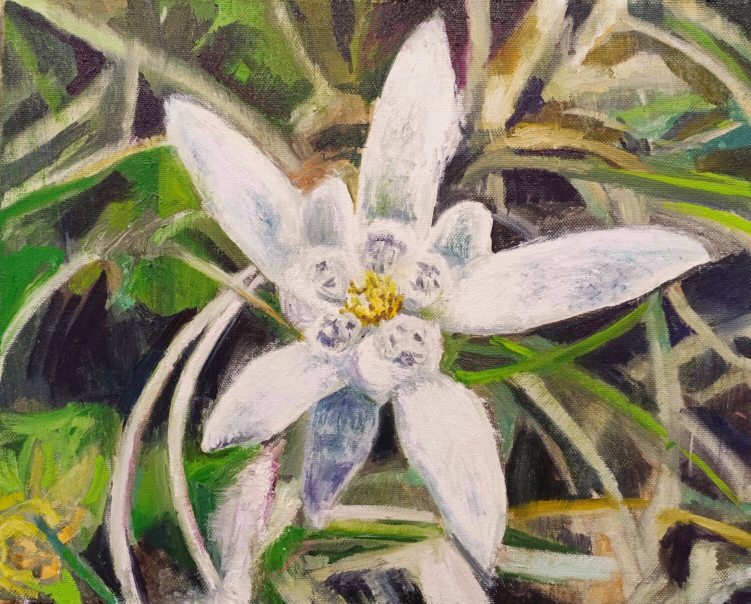 Star - Edelweiss Paolo Mori Original painting for sale