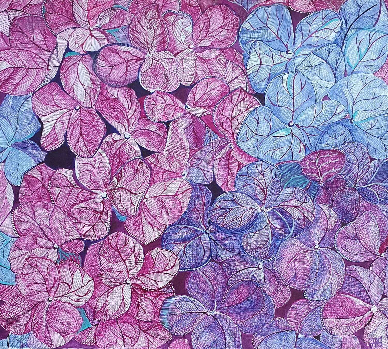 Hydrangea  Lace.. Galyna Antonenko Drawing for sale