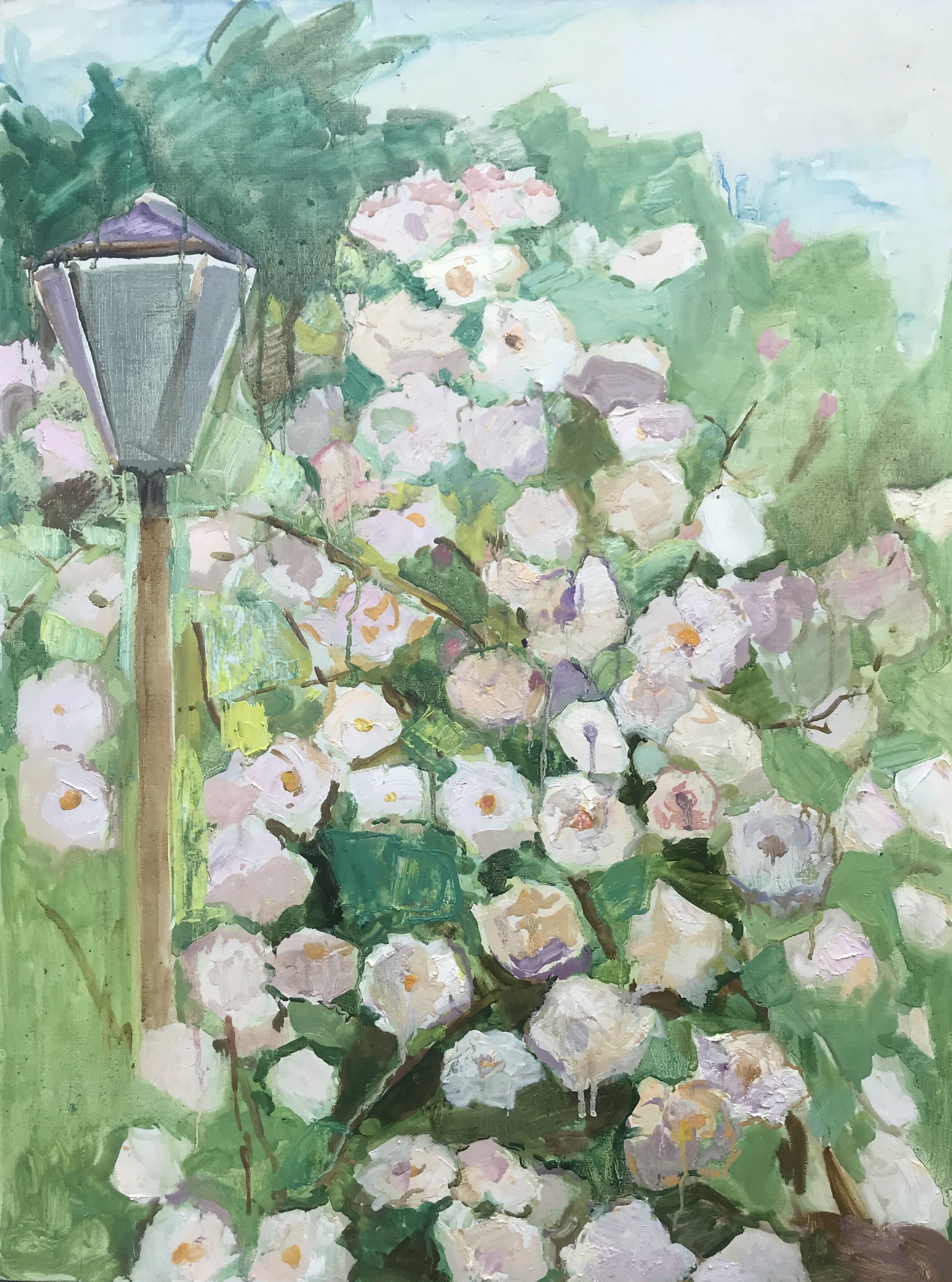 Bush of white roses