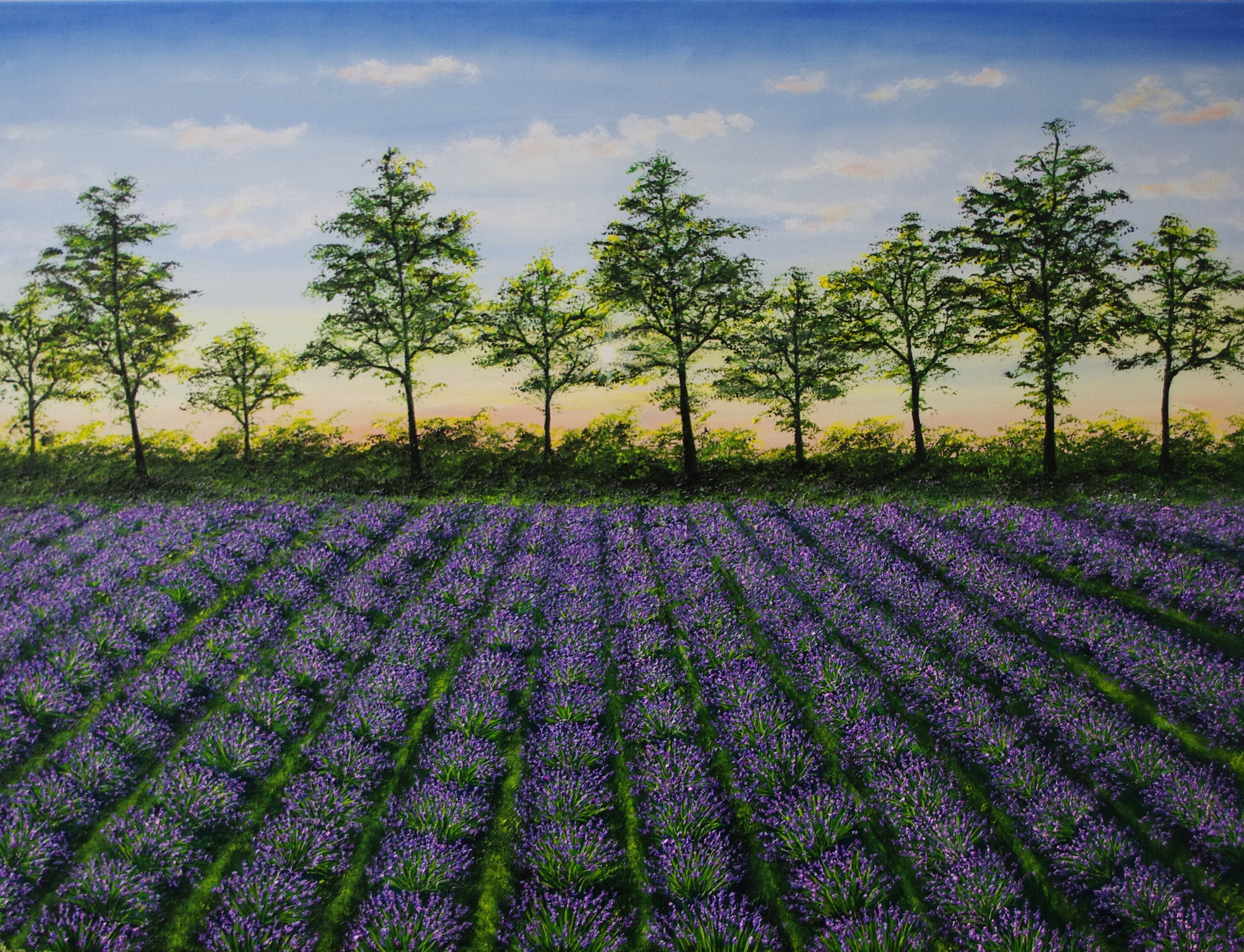 Lavender Feild At Dusk