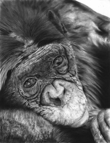 Tristesse by Laurence Saunois, Drawing for Sale on Select