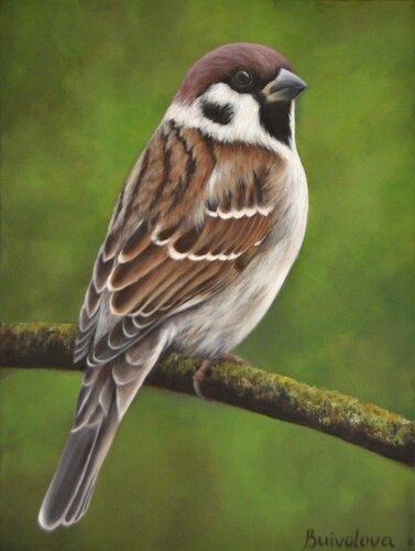 Sparrow sitting on a branch by Iryna Buivolova, Painting for Sale on Select