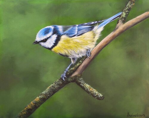 Titmouse in the forest greenery by Iryna Buivolova, Painting for Sale on Select
