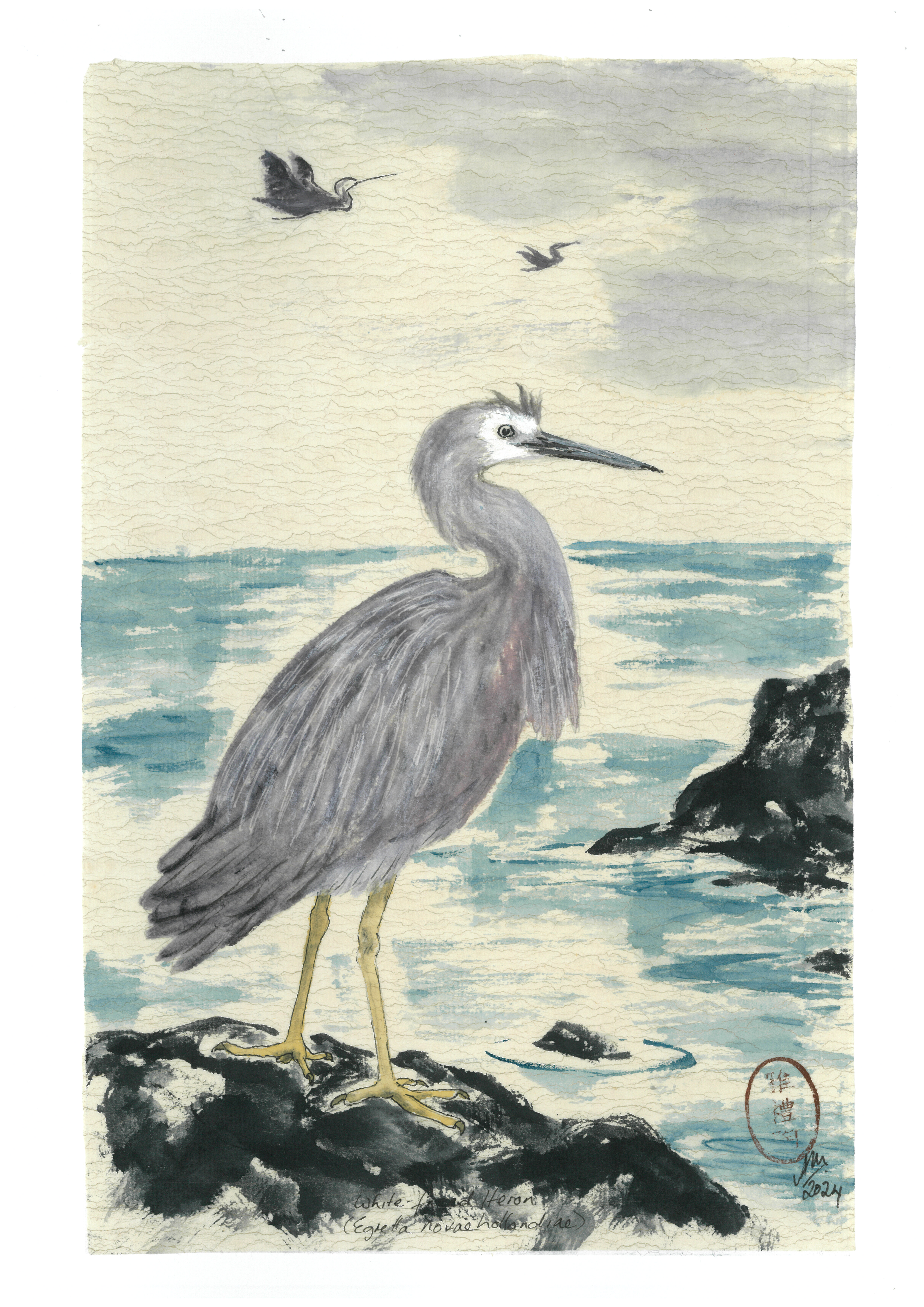 White-Faced Heron
