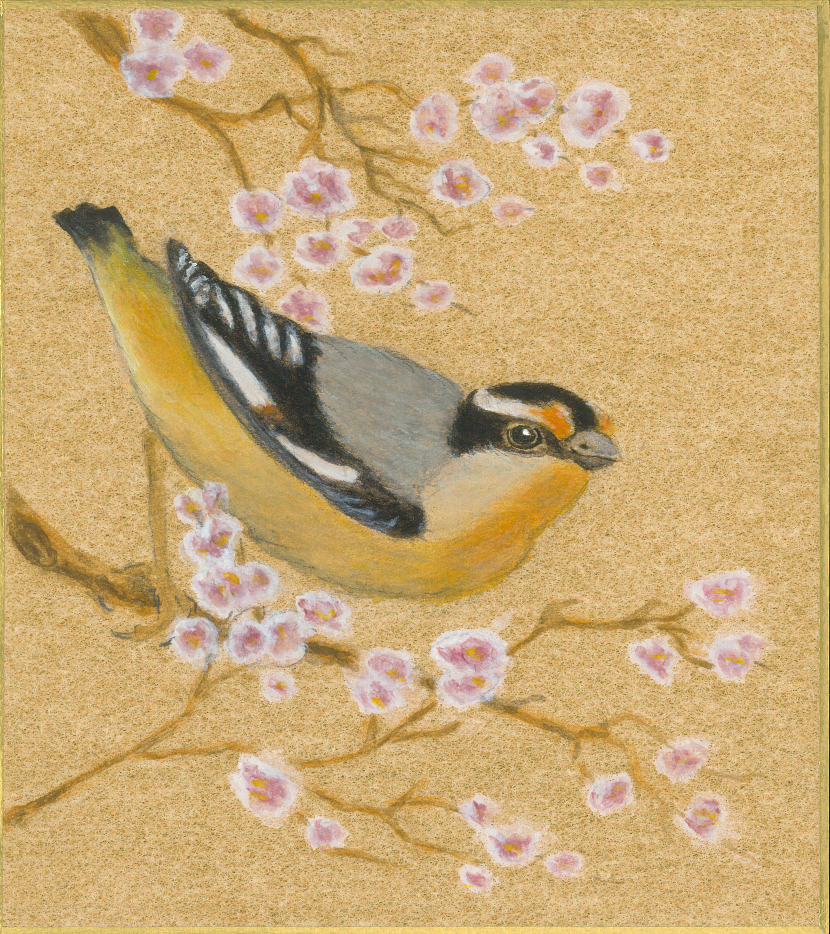Pardalote on Gold 2