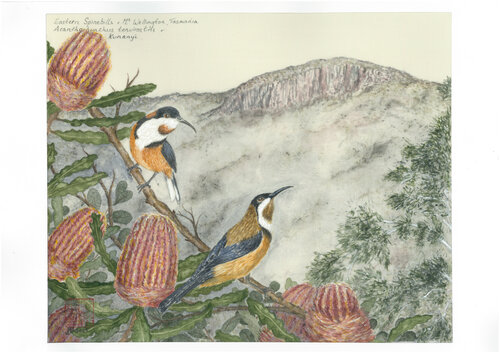 Eastern Spinebills and Mt Wellington by Arlo Mercia, Painting for Sale on Select