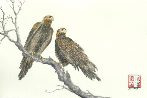Wedge-tailed Eagles by Arlo Mercia, Painting for Sale on Select