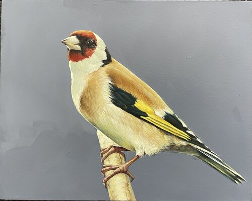 goldfinch by Marina Popkova-Sologub, Painting for Sale on Select
