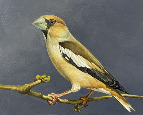 Grosbeak 1 by Marina Popkova-Sologub, Painting for Sale on Select