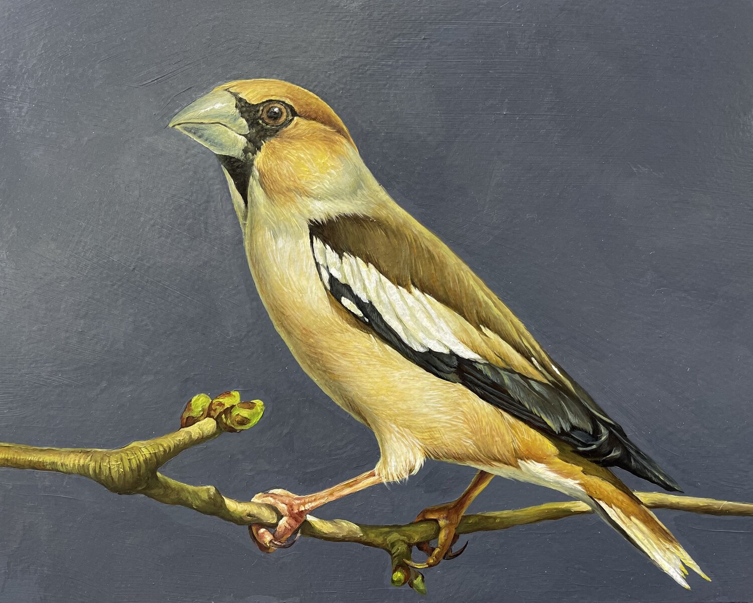 Grosbeak 1 Marina Popkova-Sologub Original painting for sale