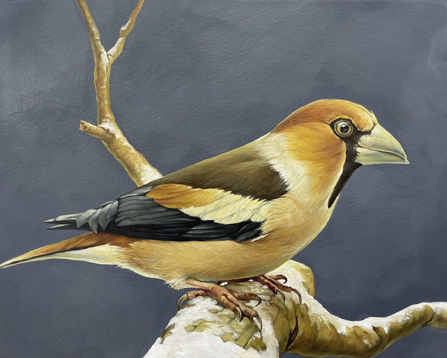 Grosbeak 2 Marina Popkova-Sologub Original painting for sale