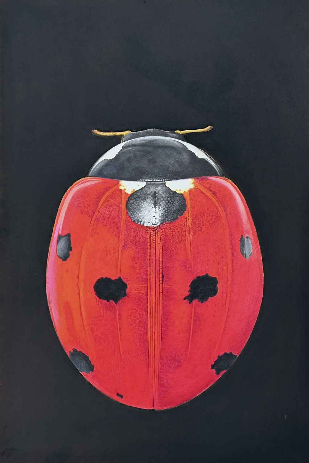Marienkäfer Marc Häberlin Original painting for sale