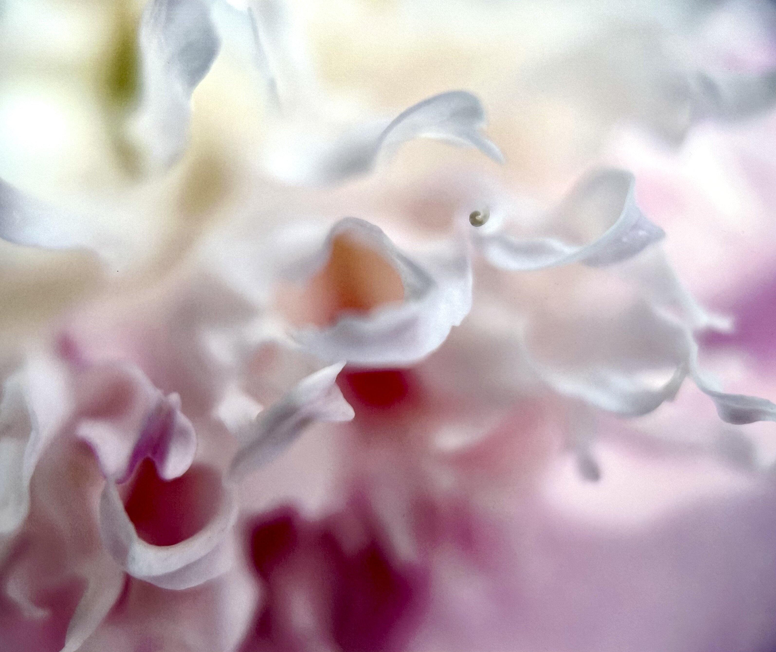 Peony Whispers