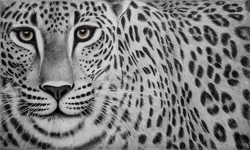 " Steady " by Indika Wijewardana, Drawing for Sale on Select