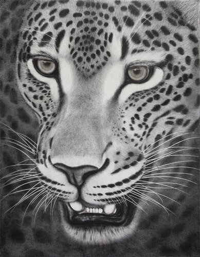 " Wild Warrior " - The largest leopard pencil drawing on canvas in the world. by Indika Wijewardana, Drawing for Sale on Select