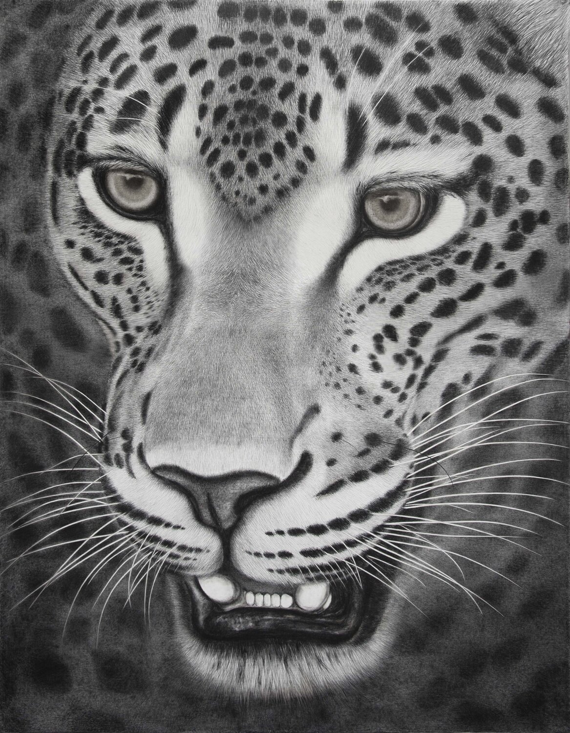 " Wild Warrior " - The largest leopard pencil drawing on canvas in the world. Indika Wijewardana Drawing for sale