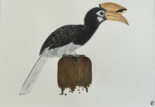 Oriental Pied Hornbill by Lina Ifeacho, Painting for Sale on Select