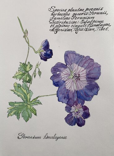 Flowers of Heranium himalayense by Fatima Erkenova, Painting for Sale on Select