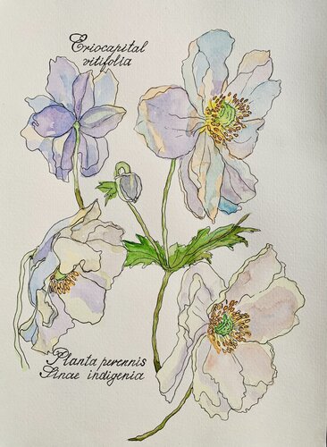 Flowers of Eriocapital vitiforia by Fatima Erkenova, Painting for Sale on Select