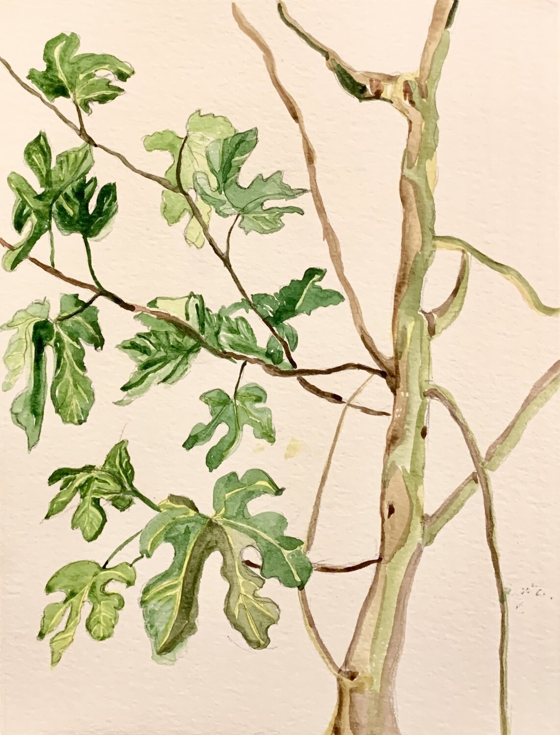 London’s fig whisper – watercolor botanical art Fatima Erkenova Original painting for sale