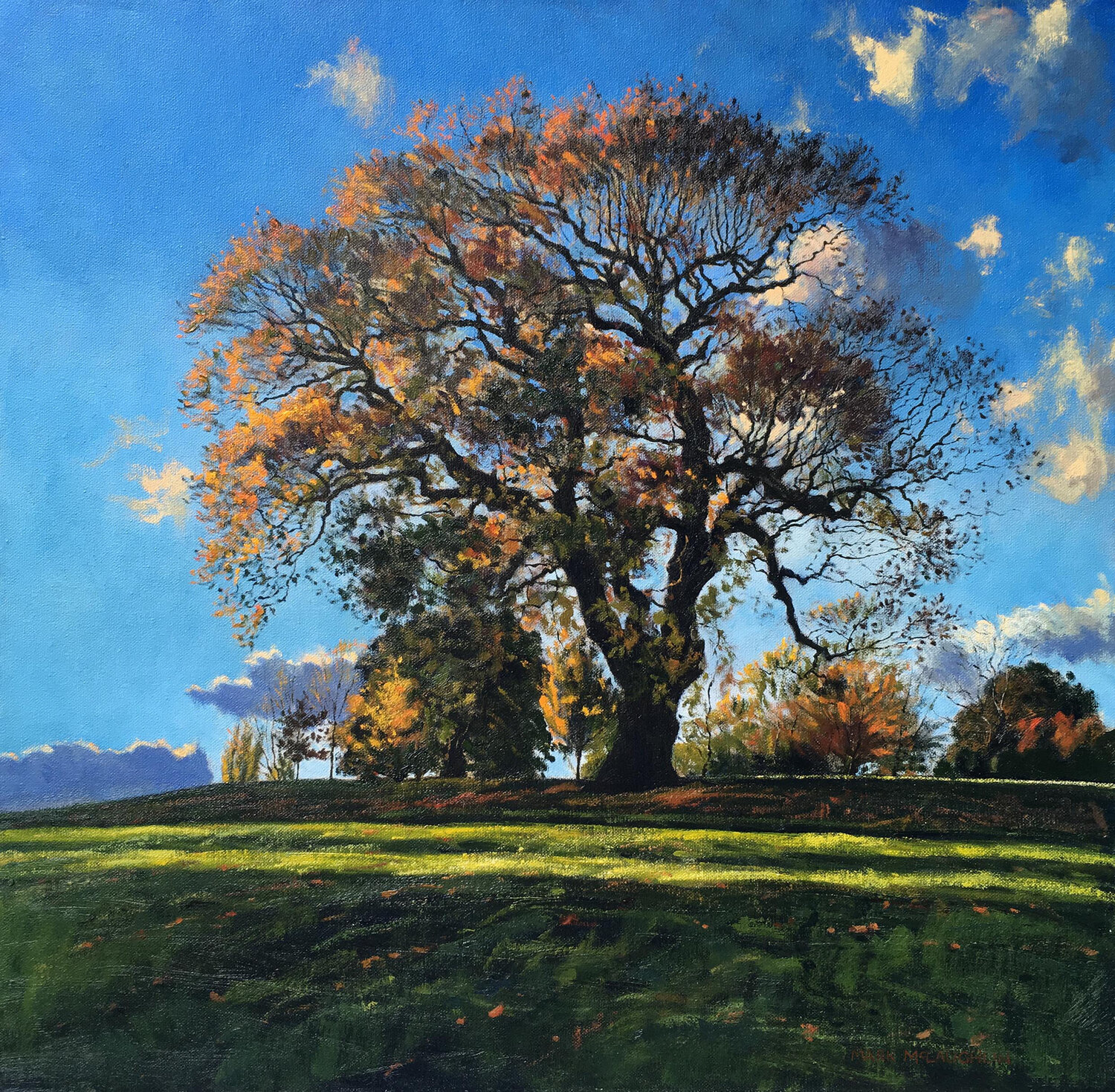 Autumn Oak, late afternoon. Mark McLaughlin Original painting for sale