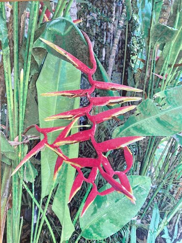 Helikonie, Bali by Marta Widowitz, Painting for Sale on Select