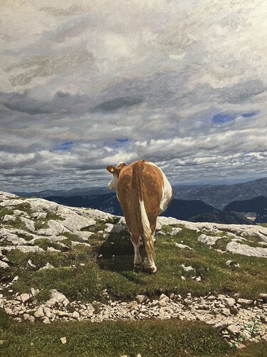 Kuhweide by Marta Widowitz, Painting for Sale on Select