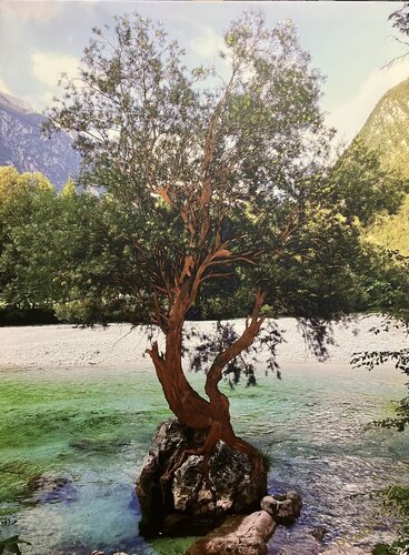 Kupferbaum by Marta Widowitz, Painting for Sale on Select
