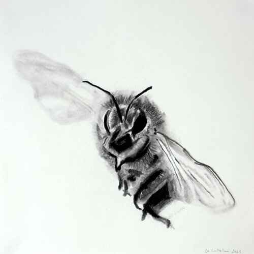 Bee No.7, Fine Art Giclée Print auf Hahnemühle Photo Rag, kaschiert auf Alu-Dibond und präsentiert in einer ArtBox aus Aluminium (weiß, 10 mm). by Christiane Wilhelmi, Drawing for Sale on Select