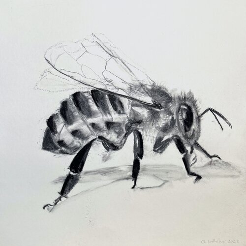 Bee No. 24, Fine Art Giclée Print auf Hahnemühle Photo Rag, kaschiert auf Alu-Dibond und präsentiert in einer ArtBox aus Aluminium (weiß, 10 mm). by Christiane Wilhelmi, Drawing for Sale on Select