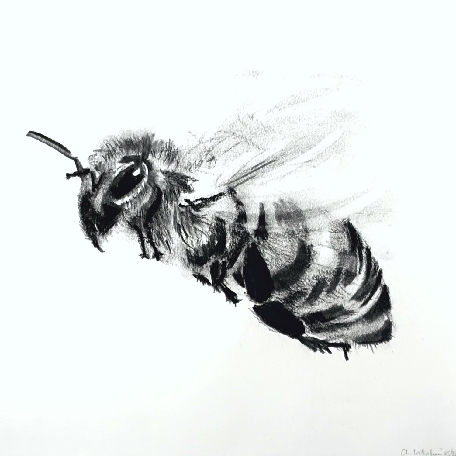 Bee No. 11, Fine Art Giclée Print auf Hahnemühle Photo Rag, kaschiert auf Alu-Dibond und präsentiert in einer ArtBox aus Aluminium (weiß, 10 mm). Christiane Wilhelmi Drawing for sale