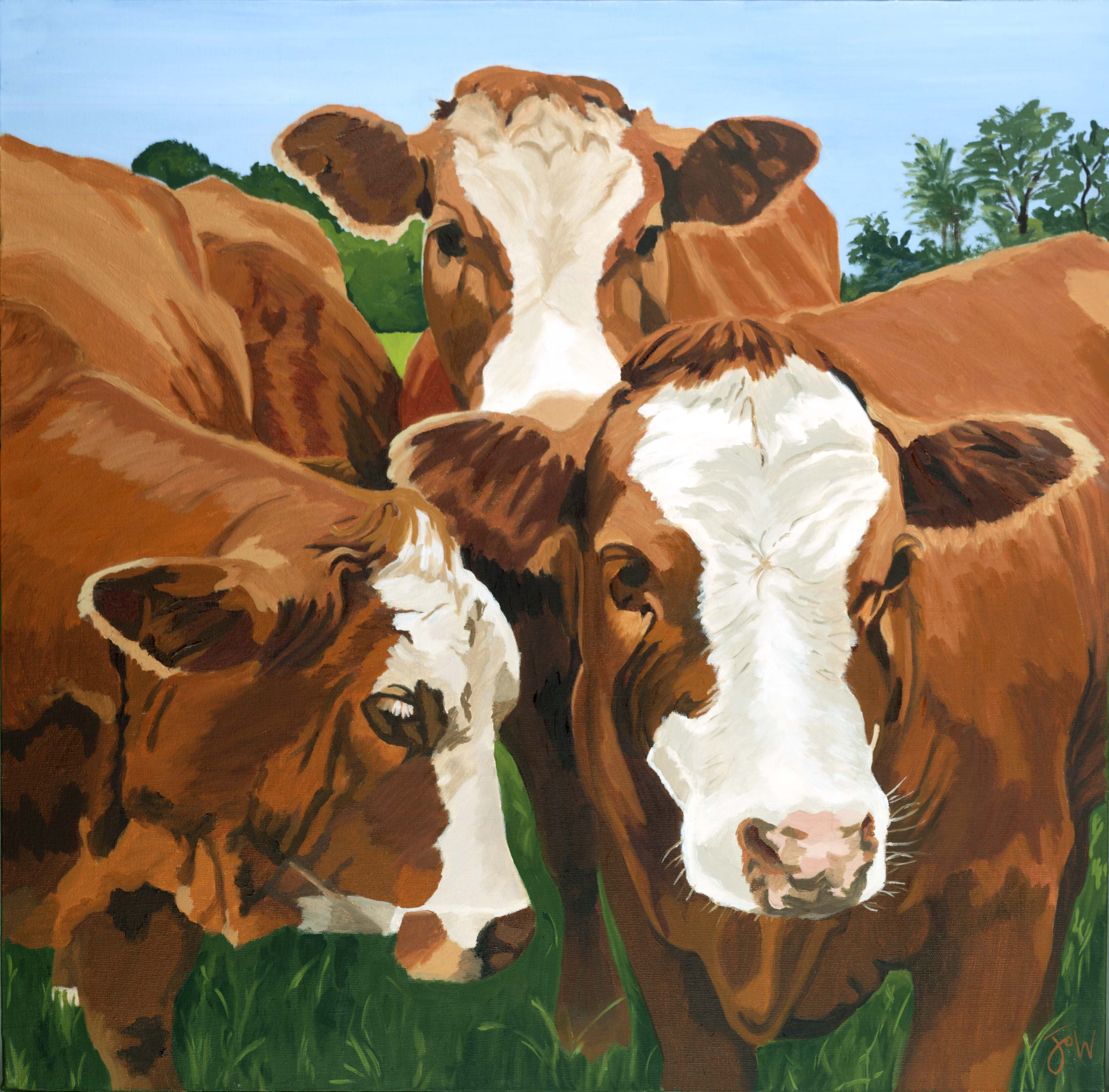 Four Herefords
