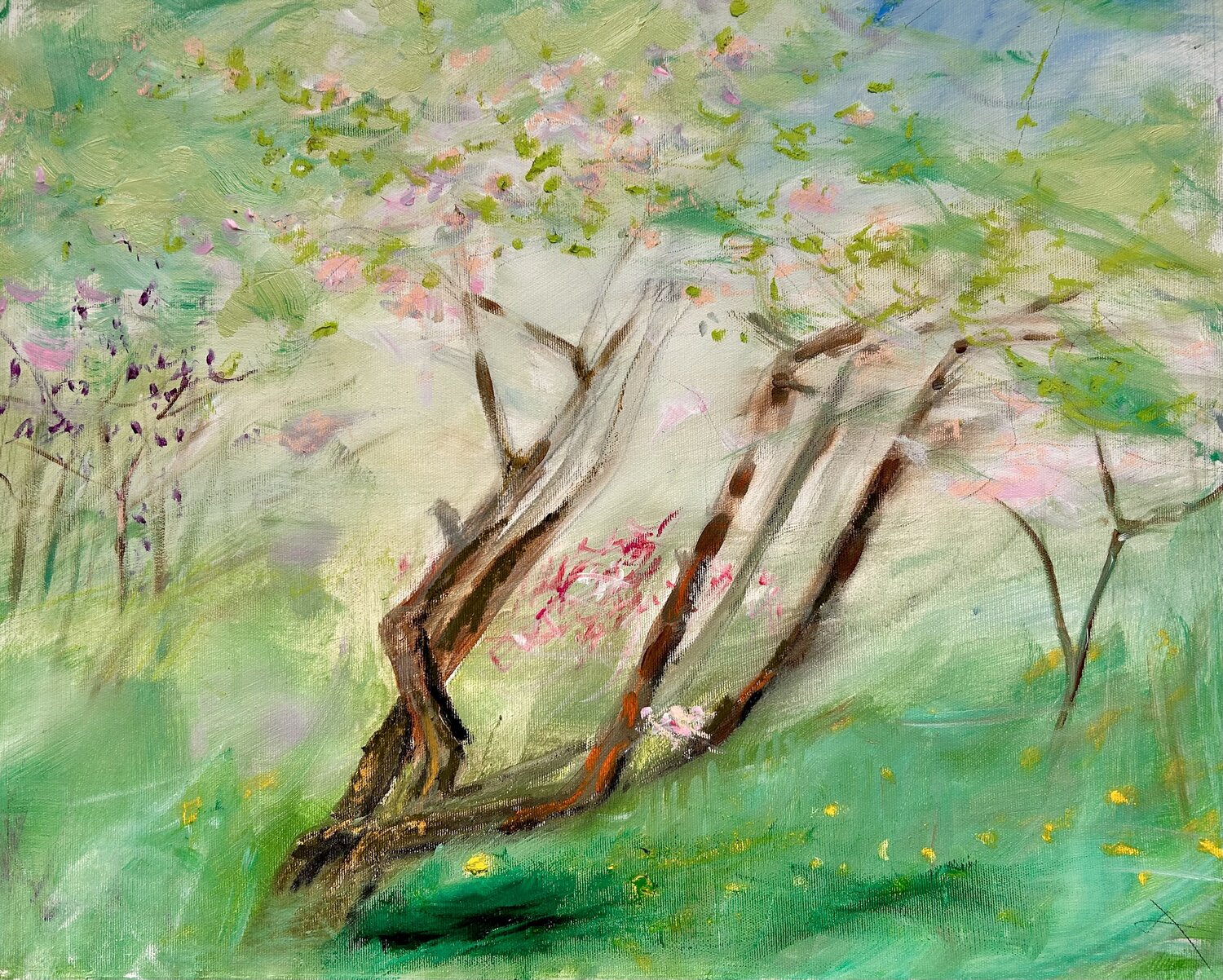 Apple Tree in the Mediterranean Light Sonja Kalmanfi Original painting for sale