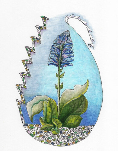 PEACE SEED WULFENIA by Gudrun KARGL, Drawing for Sale on Select