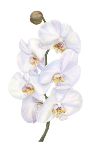 Cambridge Pearl Orchid by Alisa Vovk, Painting for Sale on Select