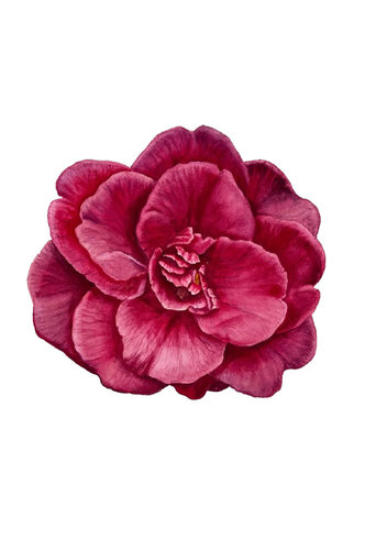 Ruby Romance: Camellia Delight by Alisa Vovk, Painting for Sale on Select