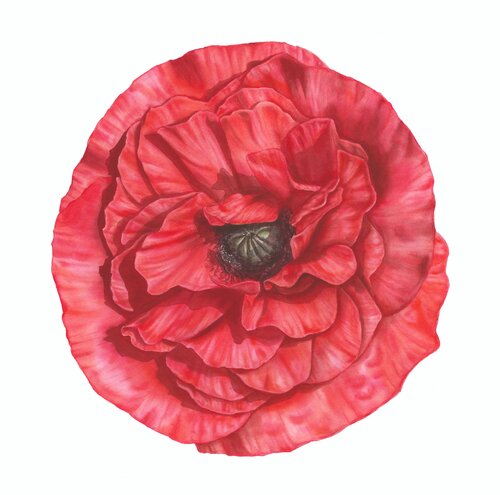 Red Echo by Alisa Vovk, Painting for Sale on Select