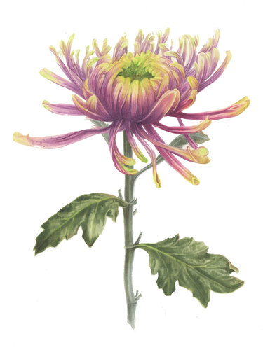 Chrysanthemum in Decline by Alisa Vovk, Painting for Sale on Select