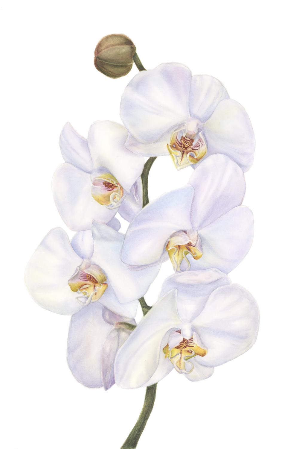 Cambridge Pearl Orchid Alisa Vovk Original painting for sale
