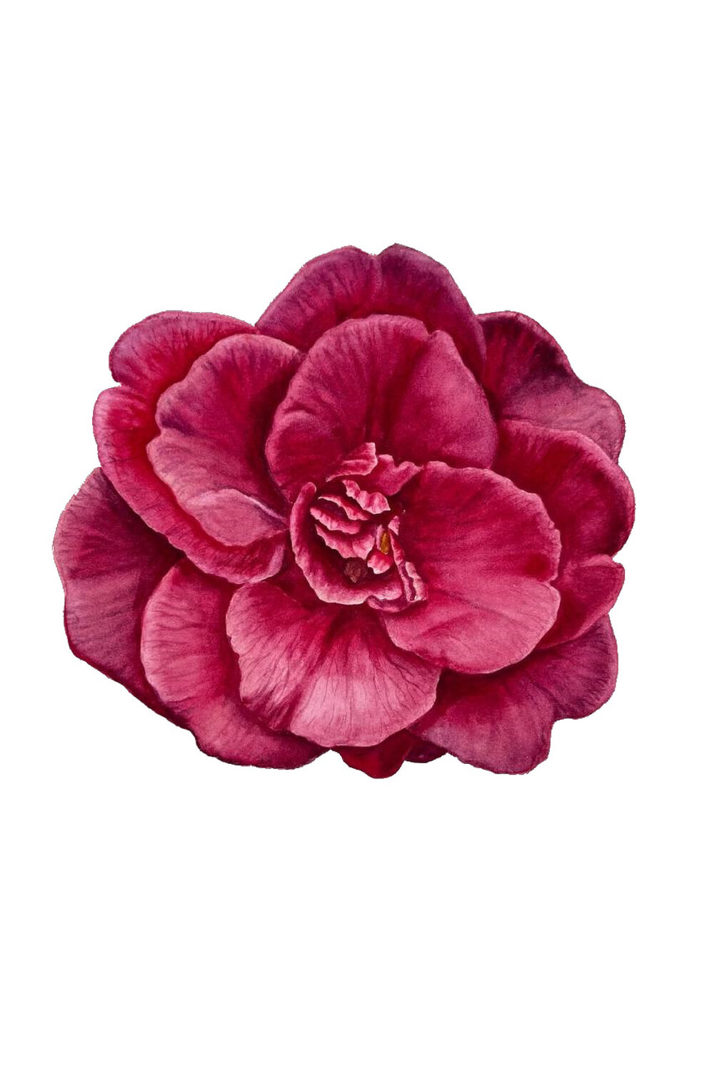 Ruby Romance: Camellia Delight Alisa Vovk Original painting for sale