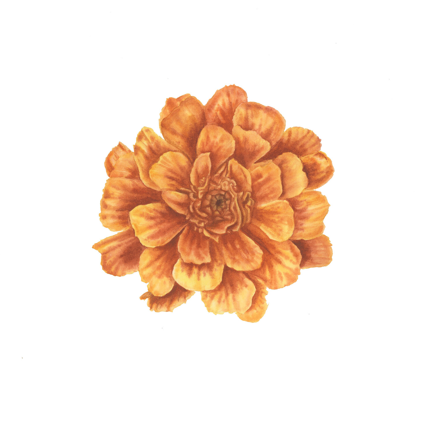 Marigold I Alisa Vovk Original painting for sale