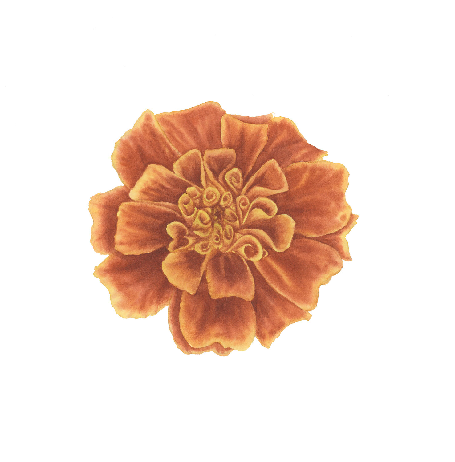 Marigold II Alisa Vovk Original painting for sale