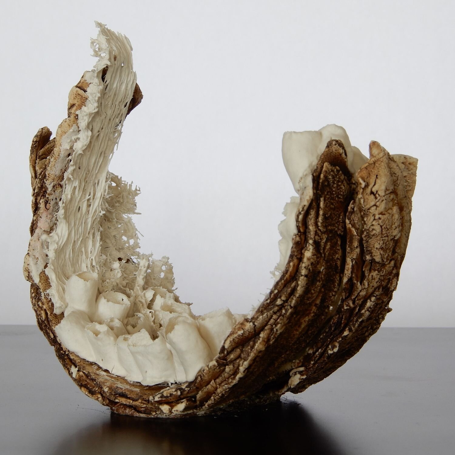 Coexistence en devenir / Emerging Coexistence Asmae Laraqui Sculpture for sale