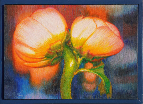 Ranunculus by Seung Hwan Kim, Drawing for Sale on Select