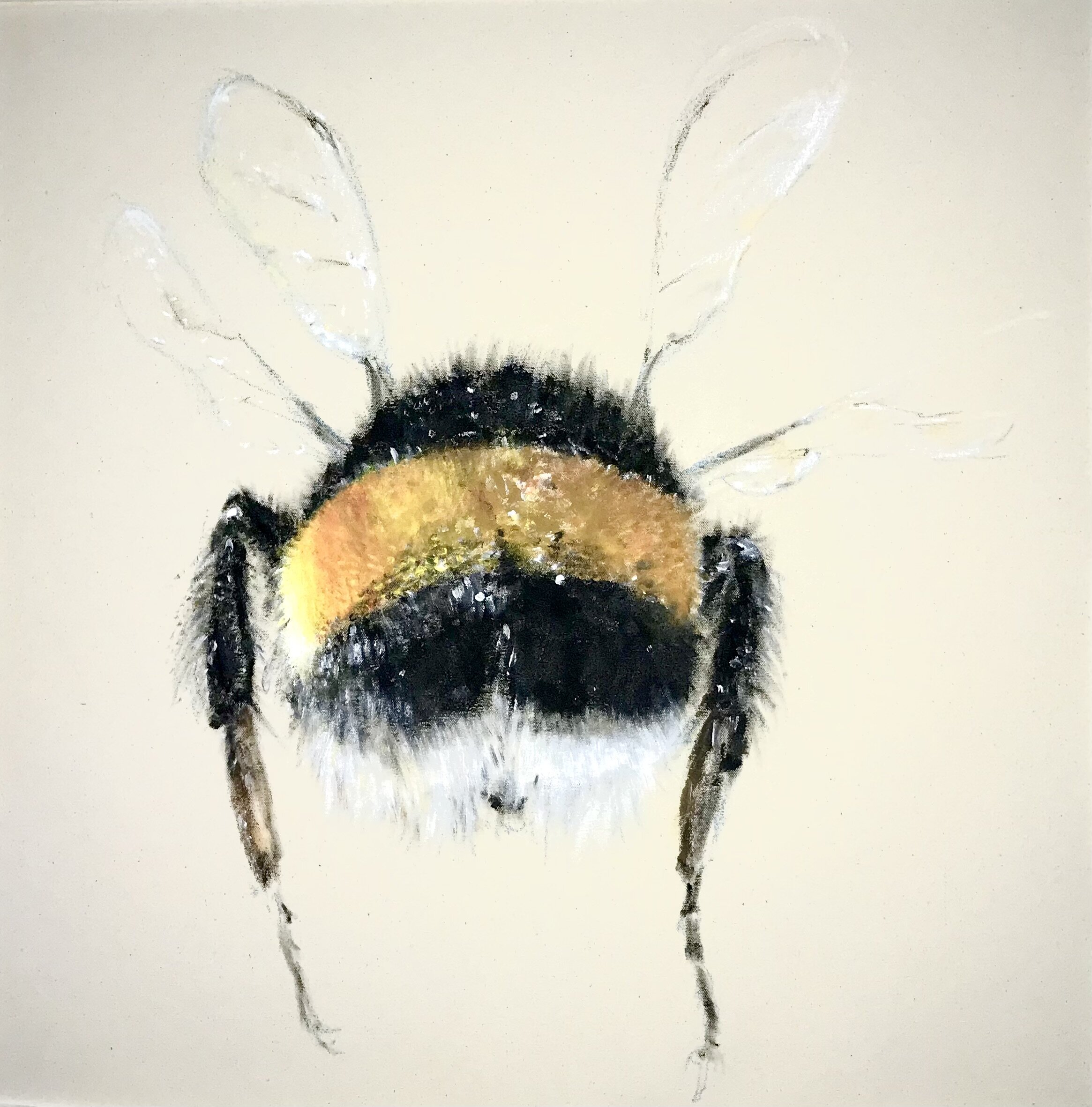 Plüschmors Hummel