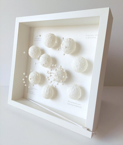 Taraxacum tremulum. Reproductio | Herbarium Imaginarium by Svetlana Grigoryeva, Sculpture for Sale on Select